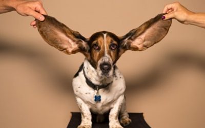 I’m Listening, But Shortcuts to Success Don’t Work